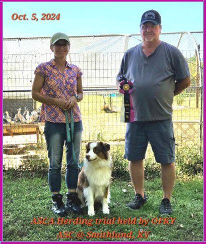 Herding trial